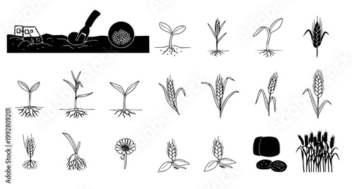Comprehensive collection of agricultural plant growth stages and harvest icons in black and white line art vector style for food production and farming concepts