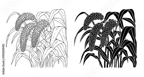 Millet cereal crop illustration with detailed grain heads and foliage in both outline and solid silhouette styles for professional agricultural and food industry graphics