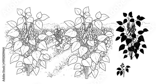 Soybean plant field illustration set with detailed botanical sketches of soy crops and pods in black and white line art and solid silhouette graphic design styles
