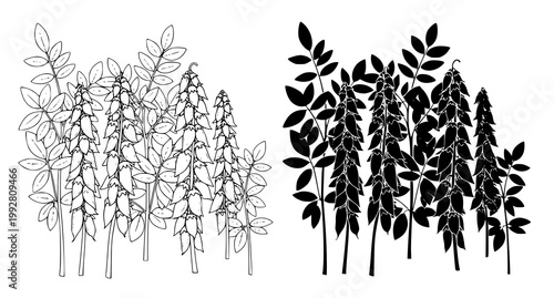 Lupine plant cluster illustration featuring tall flower spikes and foliage in both detailed line art and solid silhouette styles for botanical and agricultural graphics