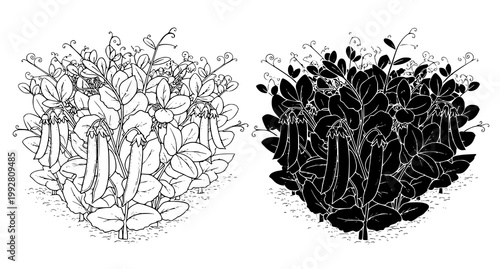 Detailed botanical line art illustration of pea plants with pods and leaves shown in both outline and solid black silhouette styles for educational agricultural design