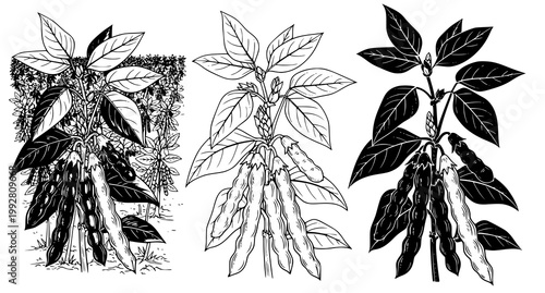 Set of three pea plant illustrations with pods and leaves rendered in detailed line art and black silhouettes for botanical and agricultural design assets