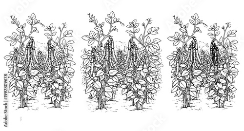 Three pea plant growth stage illustrations showing healthy vines and pods in detailed black and white line art style for agricultural educational materials