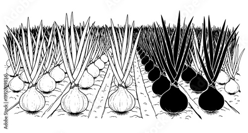 Detailed line art illustration of onion field with rows of growing vegetables showing contrast between light and dark plants in professional agricultural vector graphic