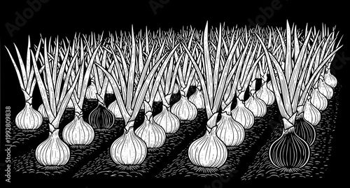 Black and white ink illustration of onion vegetable crop growing in rows on farm field showing harvest ready bulbs and green leaves in detailed agricultural drawing style