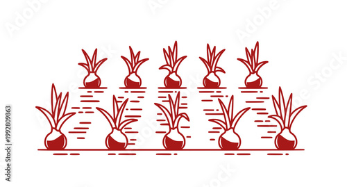 Rows of onion bulb plants in soil illustrated with red line art and reflection effect for agricultural design assets and farming marketing graphics