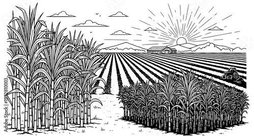Detailed black and white ink illustration of sunrise over sugarcane field with tractor working in distance representing agricultural industry and farming sunrise