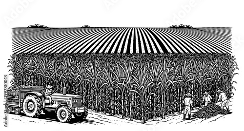 Black and white ink illustration of sugarcane harvest with tractor and farmers working in field showing agricultural machinery and labor in vintage engraving style