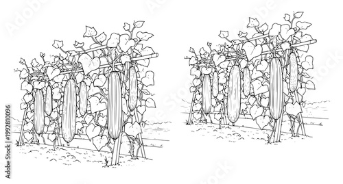 Detailed line art illustration of long cucumber plants growing on wooden trellis structures in garden plot setting for agricultural and farming design projects