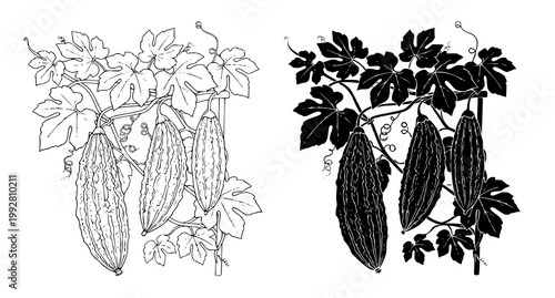 Black and white silhouette and line art illustration of bitter melon hanging from wooden trellis for culinary and agricultural design and educational resources