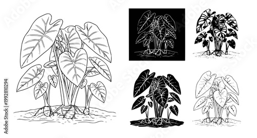 Detailed botanical ink drawing of taro root plants in various styles including silhouette and line art isolated on white for agricultural and culinary design