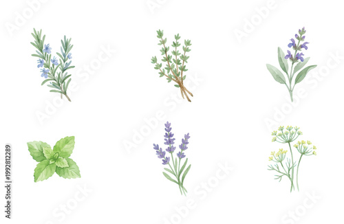 Watercolor herb icon set with rosemary thyme sage mint lavender and dill isolated on white background