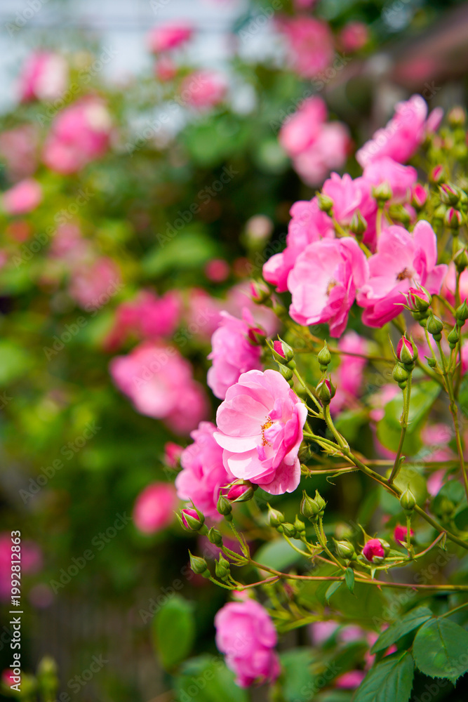Naklejka premium Blooming Pink Roses in a Lush Garden