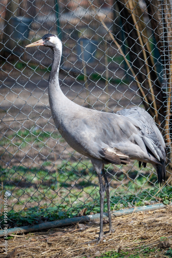 Fototapeta premium Crane bird in fenced enclosure