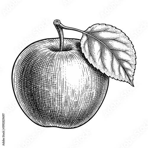 Vintage Apple Illustration with Leaf, Hand-Drawn Sketch Style