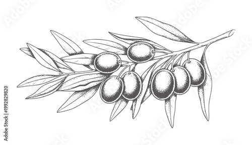 Black and white of an olive branch with ripe olives and leaves fruit vintage