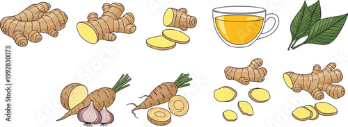Ginger Root, Slices and Herbal Tea Set – Natural Spice and Healthy Drink Vector Illustration