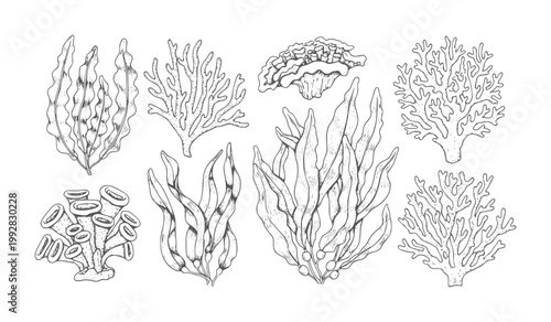 Hand drawn collection of various seaweeds and corals marine ocean underwater