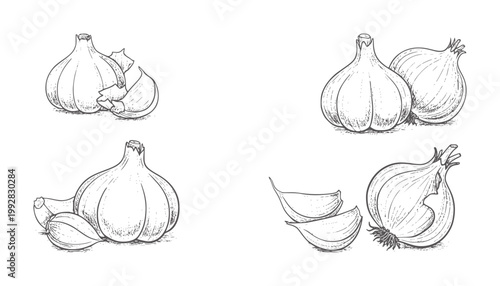 Hand drawn garlic and onion bulbs with cloves white food