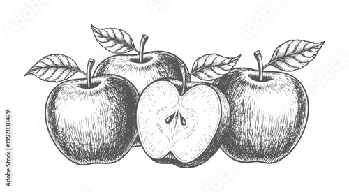 Hand drawn of four apples one cut in half with leaves fruit food vintage organic
