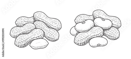 Hand drawn of peanuts and beans in piles legume food