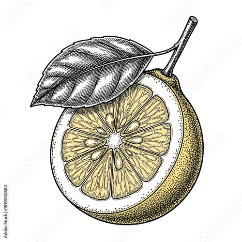 Vintage illustration of a halved lemon with leaf and stem, realistic engraving style