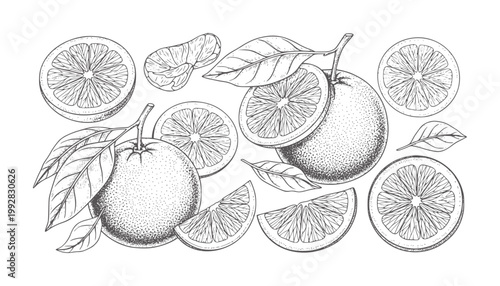 Hand drawn oranges and slices with leaves in black and white citrus fruit whole