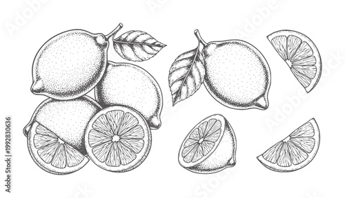Hand drawn of whole and sliced lemons with leaves citrus fruit vintage botanical