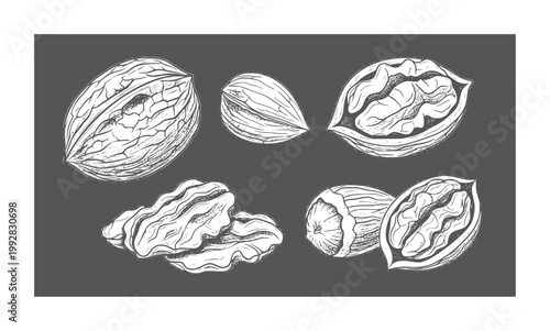Hand drawn white walnuts and kernels dark grey food ingredient
