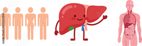Human liver illustration set with anatomy diagram, cartoon organ character and body silhouette, medical education concept for healthcare, biology and internal organs study
