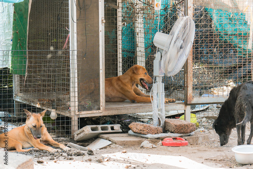 Stray Dogs in Shelter Environment, Homeless Dogs in Community Care Area