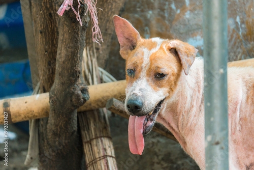 Stray Dogs in Shelter Environment, Homeless Dogs in Community Care Area