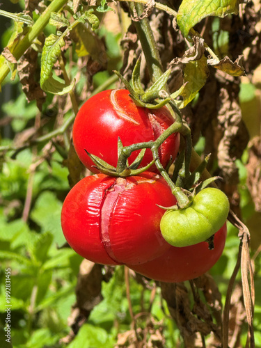 close up of red cherry tomatoes growing on plant outdoors in the garden on a sunny day