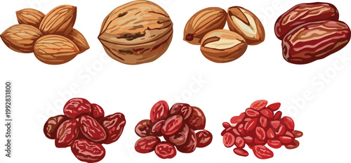 Set of Nuts and Dried Fruits Including Almonds, Walnut, Dates, and Berries in Detailed Style for Healthy Snack Design and Organic Food Illustration