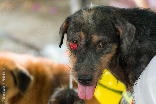 Stray Dogs in Shelter Environment, Homeless Dogs in Community Care Area