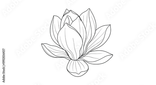 Delicate black and white line art drawing of a blooming lotus flower showing detailed petals and bud structure.