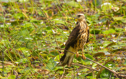 Quadro su tela immaturer Wüstenbussard (Parabuteo unicinctus)