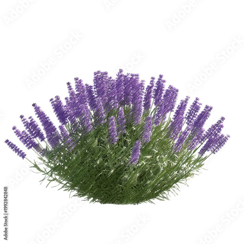 Lavender bush isolated transparent background realistic sketch PNG with alpha channel
