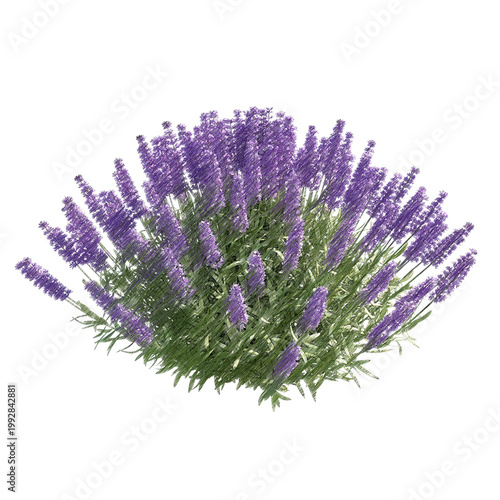 Lavender bush isolated transparent background realistic sketch PNG with alpha channel
