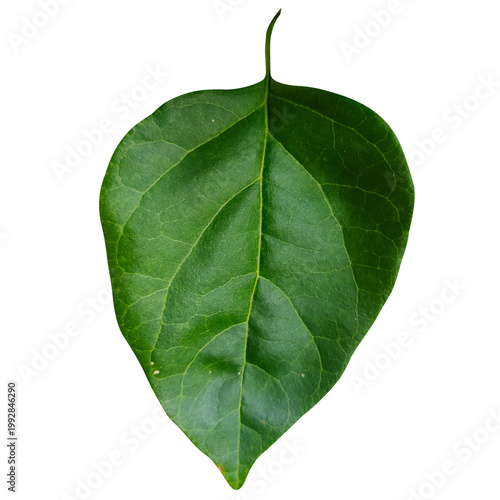 Fotografía Clean minimalist plant leaf visual asset
