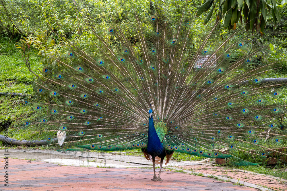 Obraz premium Peacock Displaying Feathers in Garden