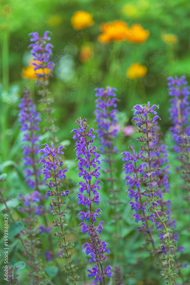 Obraz premium Vibrant purple salvia blooming in a spring garden, beautiful vertical nature background with soft green foliage and blurred orange flowers.