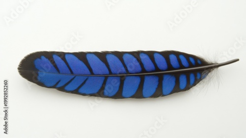 Vibrant Blue Feather With Black Markings Isolated