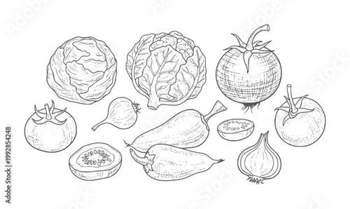 Hand drawn of assorted vegetables including cabbage tomatoes and peppers onion cauliflower