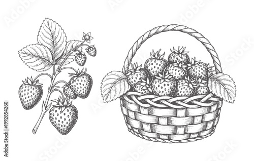 Hand drawn of ripe strawberries in a woven basket and a vine strawberry fruit