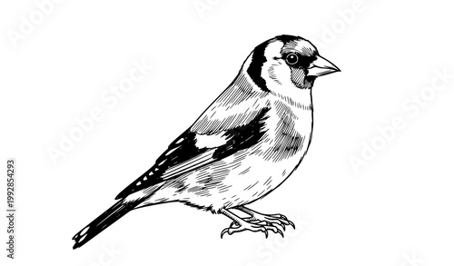 Fotografie Hand drawn goldfinch bird sketch with textured ink line art wildlife vector illu