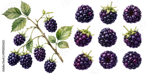A charming watercolor collection of blackberries featuring ripe dark berries with glossy highlights leafy branches and delicate botanical details illustrated in a natural botanical style.