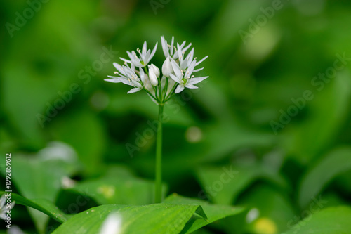 Wild garlic Allium ursinum with white flowers blooming in spring woodland
