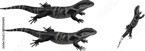 Realistic lizard reptiles set detailed textured gecko or skink crawling wildlife animal vector illustration isolated on white background