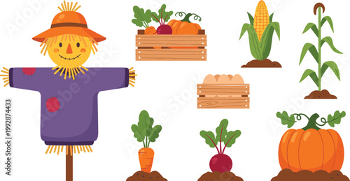 Scarecrow with autumn harvest vegetables pumpkin corn carrot beet wooden crates farm cartoon vector illustration set seasonal agriculture design